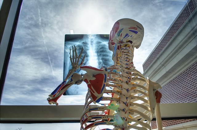 Esqueleto tocando radiografía ventana